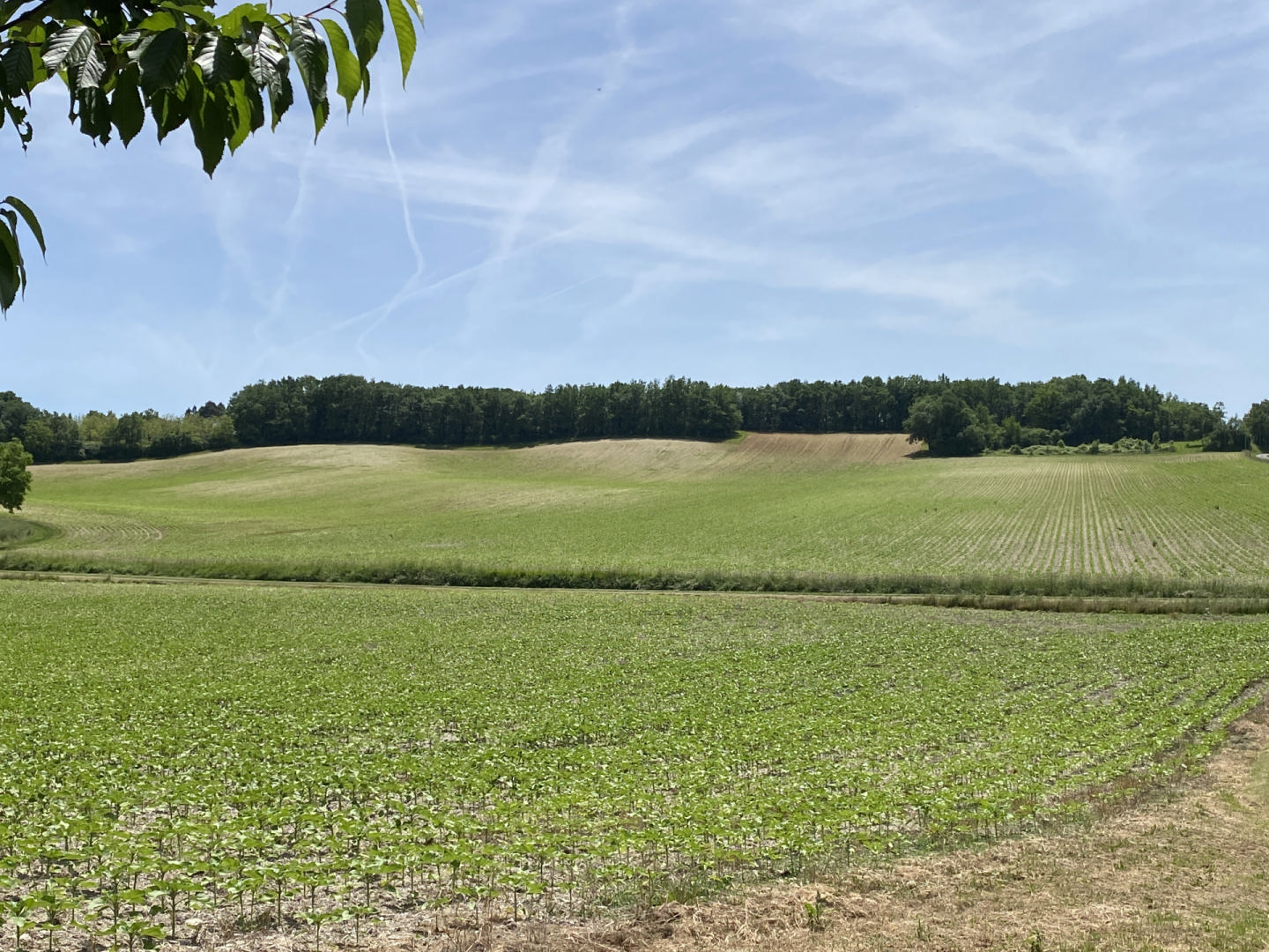 Spacious 4 bedroom house for sale in Charente hamlet with countryside views.